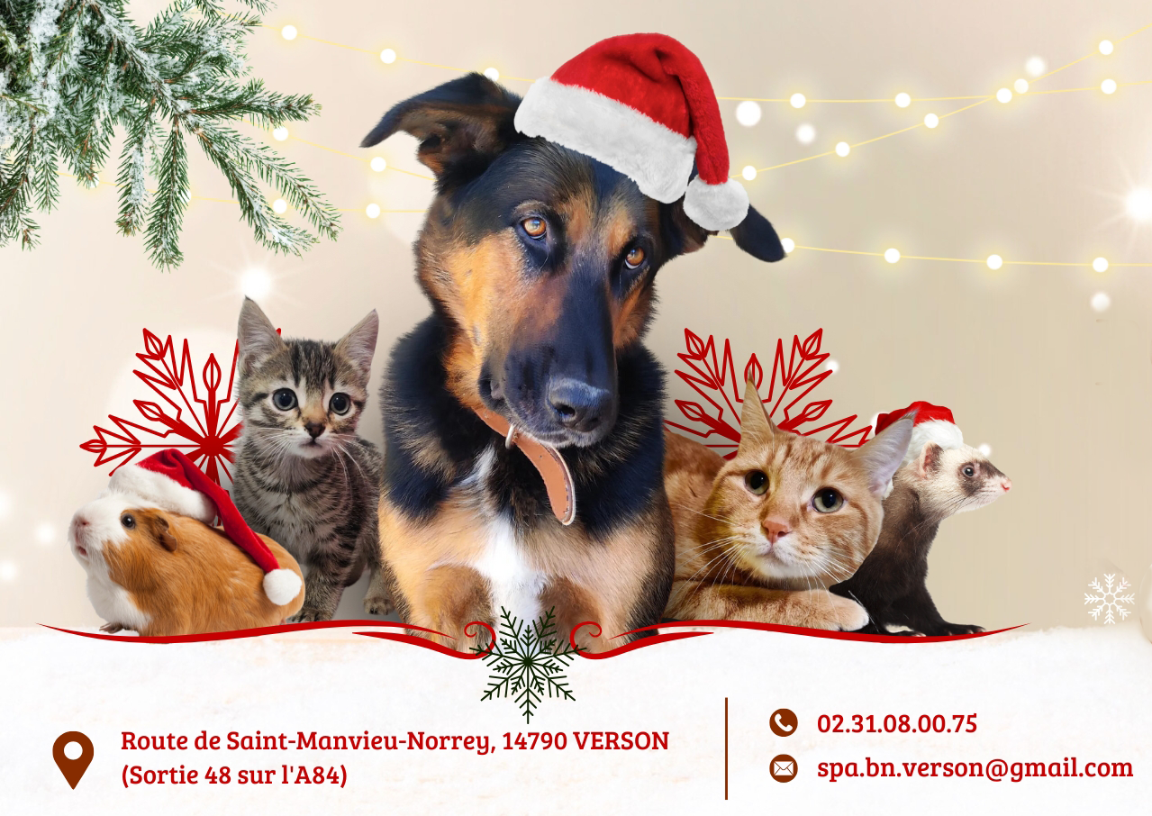 Le Noël des animaux